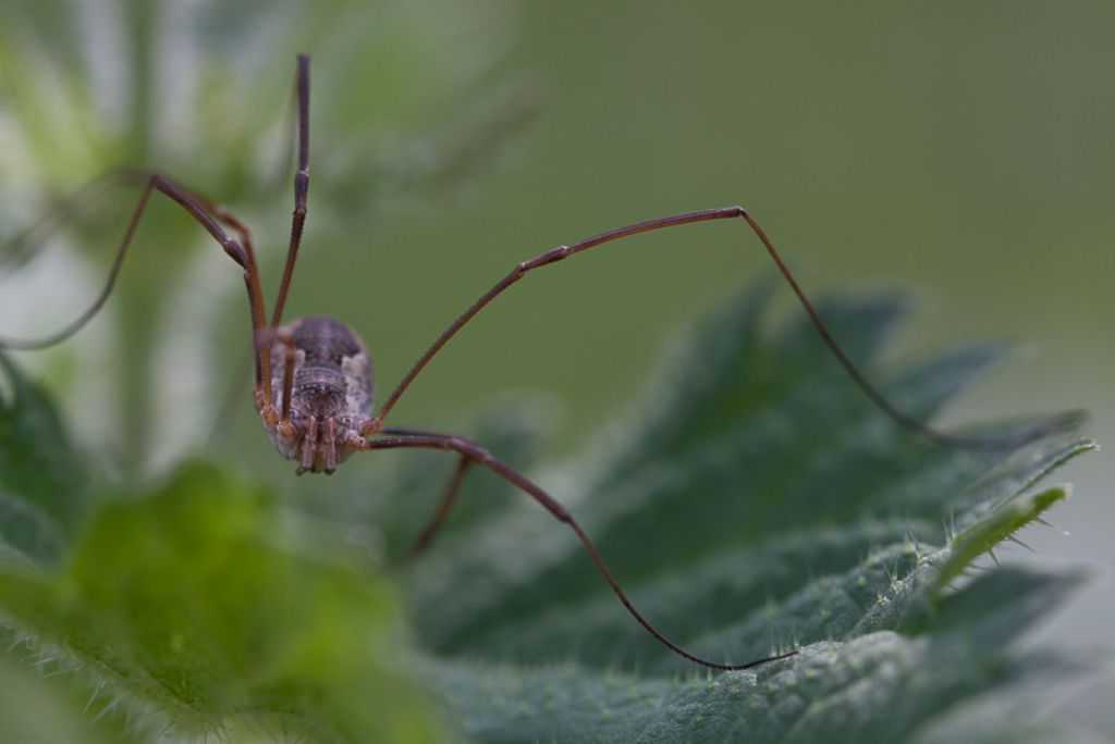 Mitopus morio (Phalangiidae)